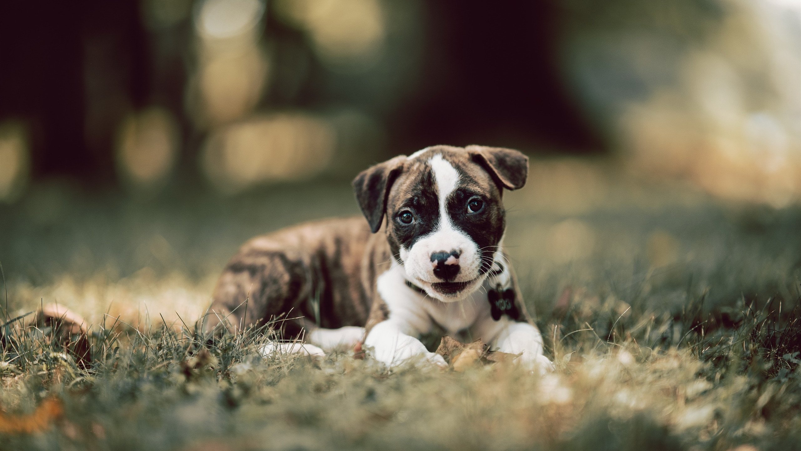 北欧风暴席卷西亚,挪威全面压制伊拉克,阿劳霍献冠军级表现