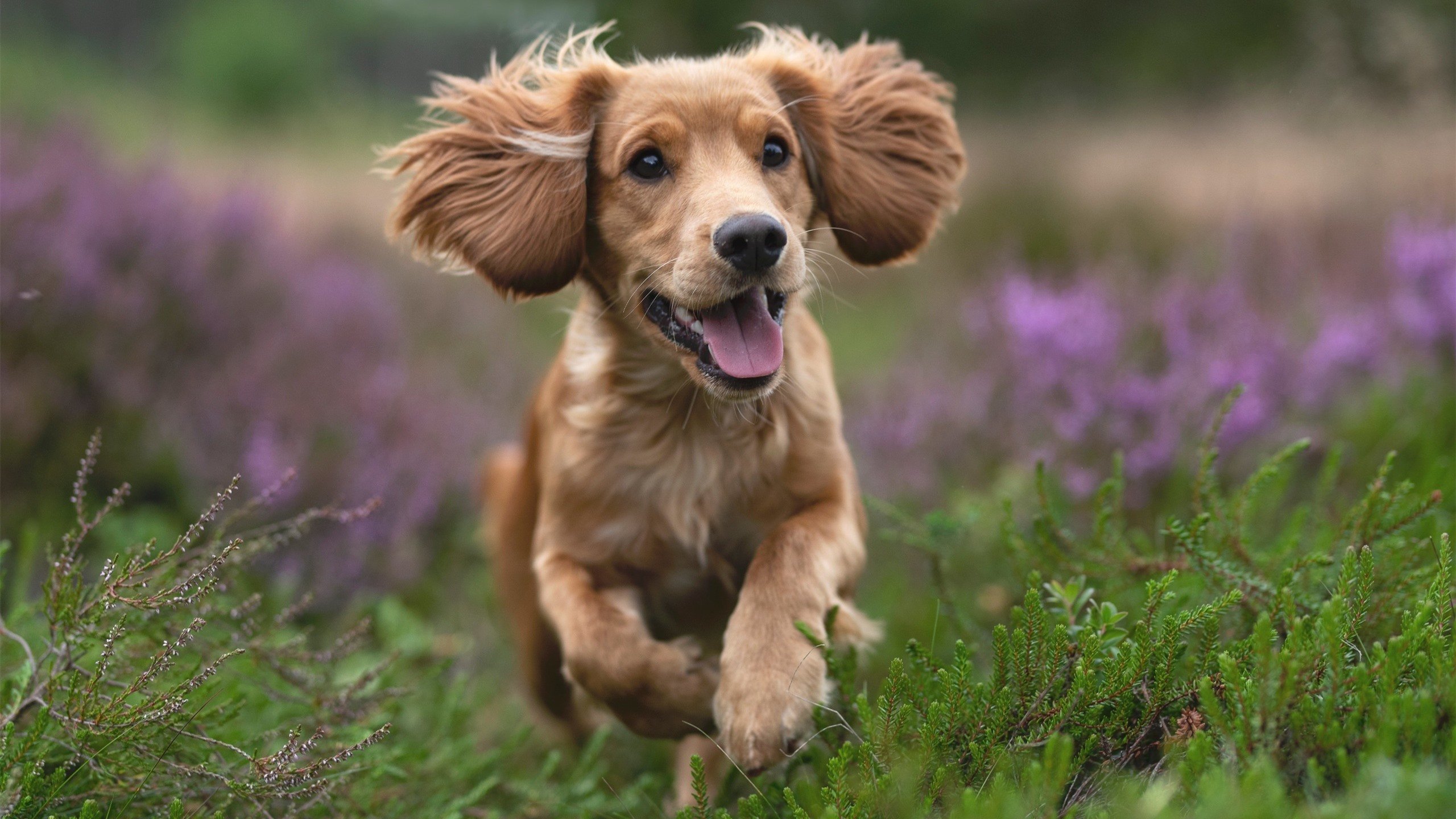 萨拉赫欧冠半决赛独揽乾坤,利物浦力克贝蒂斯昂首晋级
