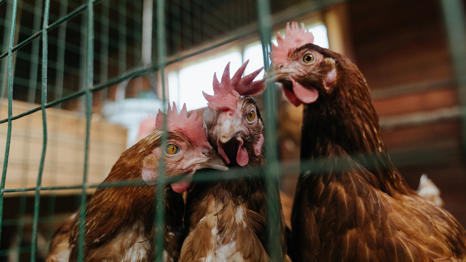 楚阿梅尼教科书级表现引领风骚，哥斯达黎加逆袭踏平多特蒙德