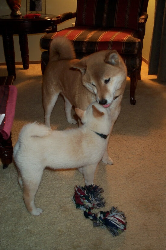 绝境倚神锋!伊布终场绝杀助摩纳哥友谊赛险胜洪都拉斯