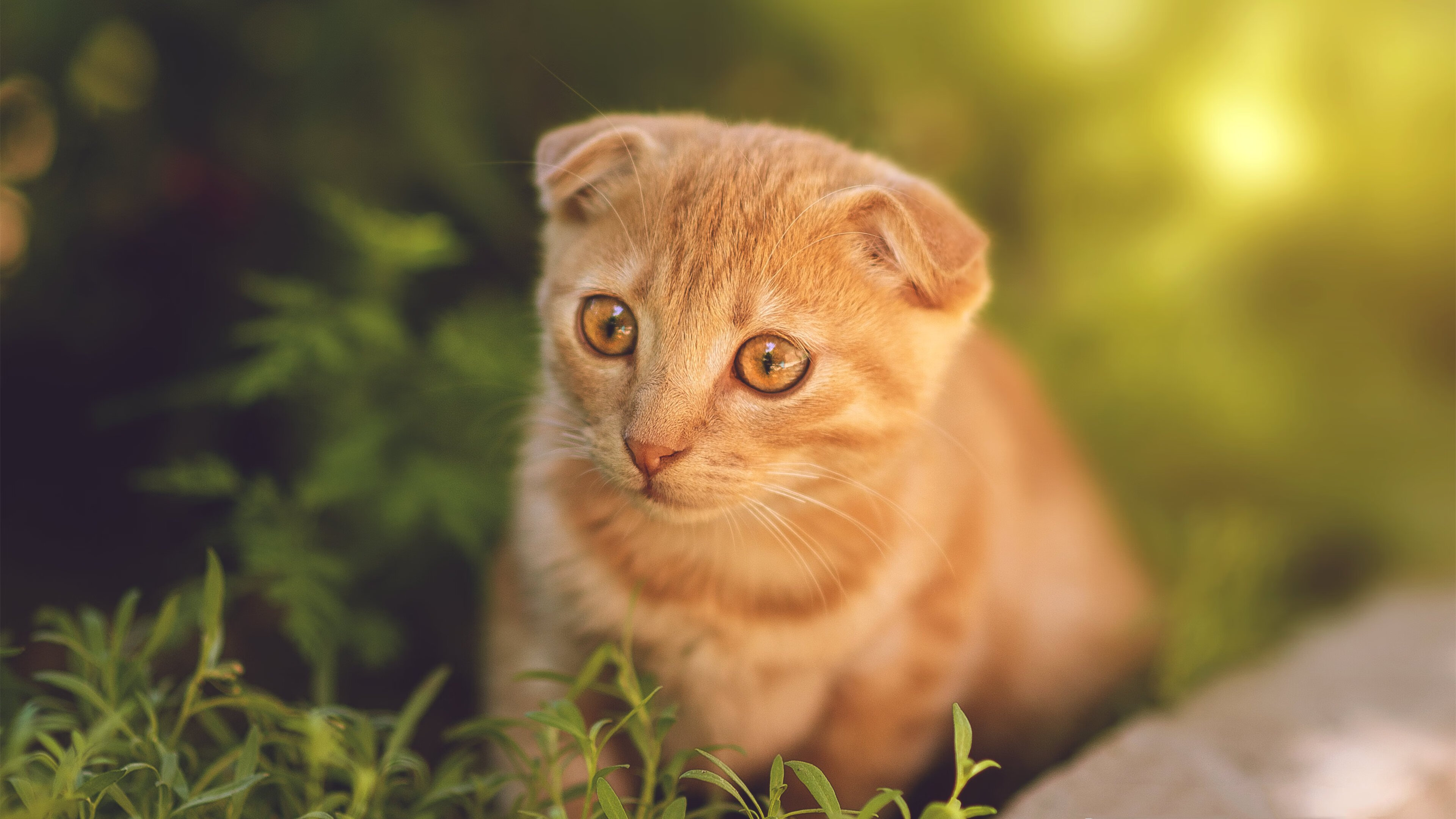 北欧风暴席卷新大陆!2026世界杯史诗级对决,挪威爆冷淘汰委内瑞拉,书写足球新篇章