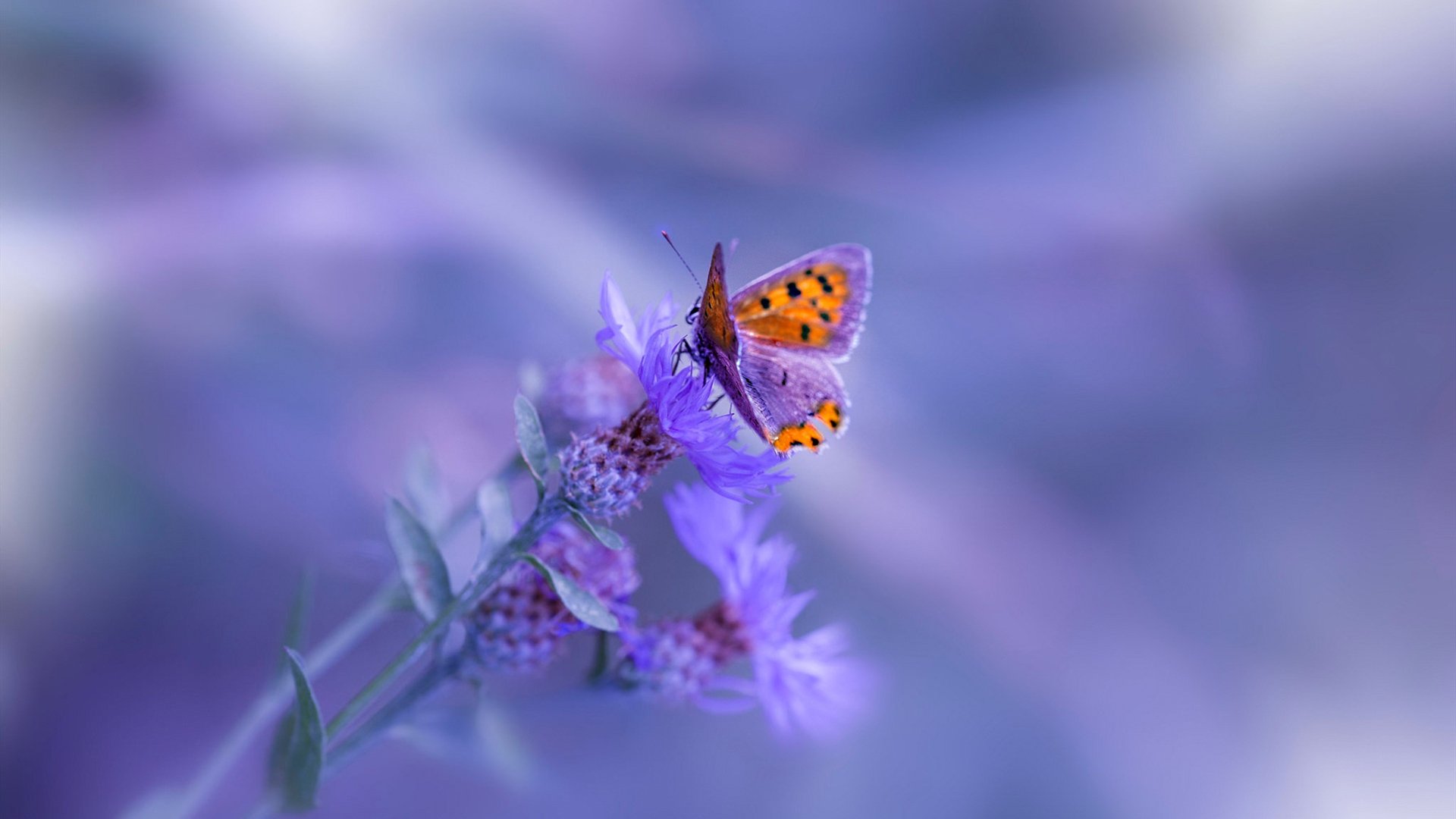 当加勒比海风席卷亚平宁,黄喜灿一锤定音背后的足球寓言