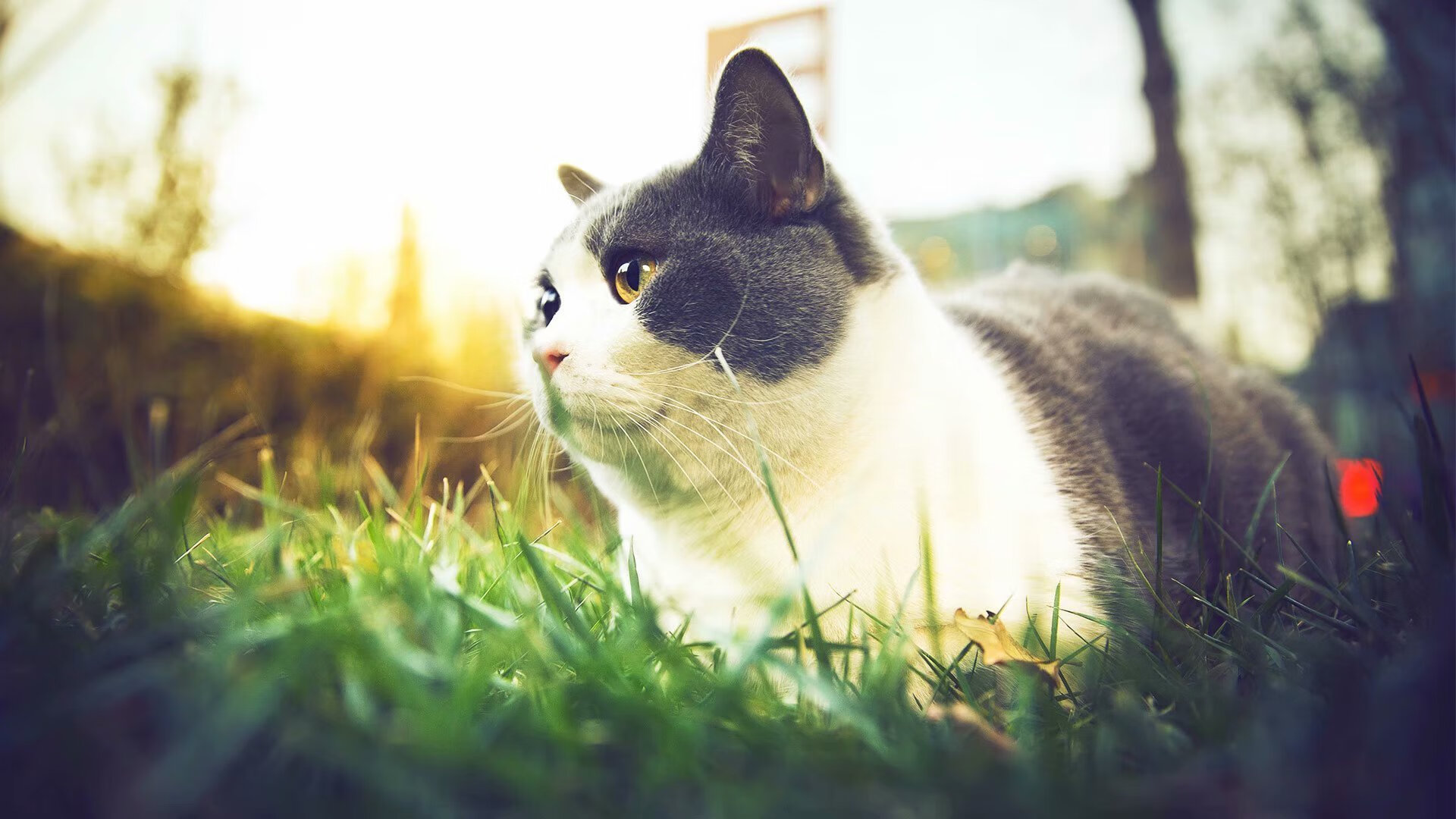 攻防两极,戈贝尔数据爆炸难阻雄鹿团队胜利