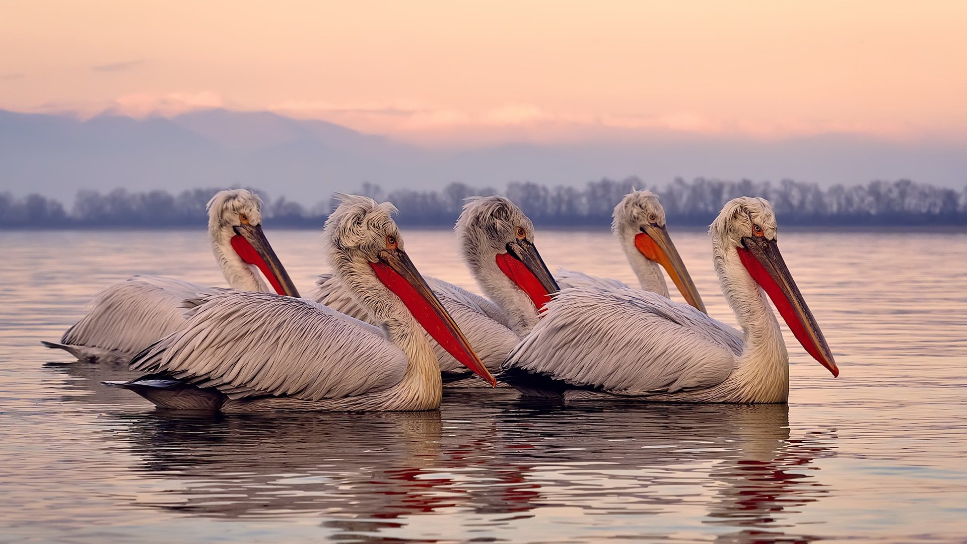 银灰风暴席卷珠江,当福克斯在攻防两端统治华南虎主场