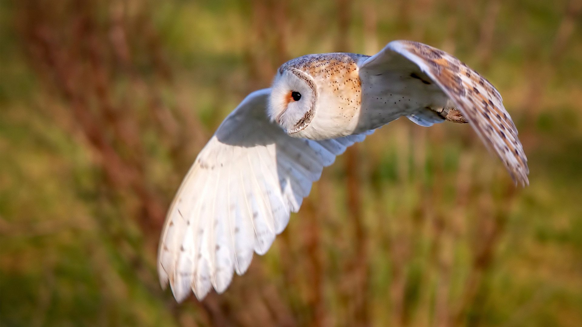 开云体育登录-欧冠决赛之夜，武切维奇扛起全队，铸就绿茵传奇