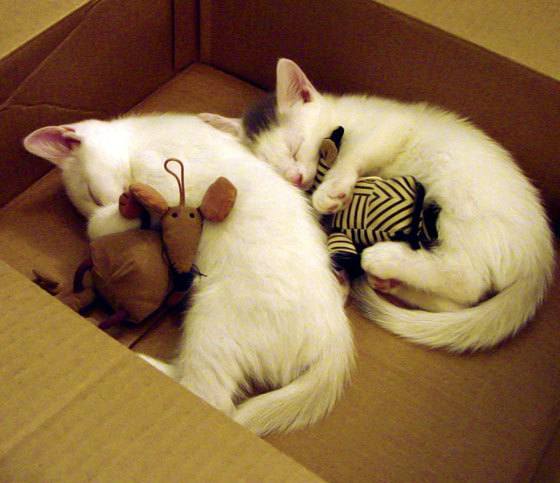 年度焦点之战,突尼斯压哨绝杀比利时,足球史诗的惊天逆转