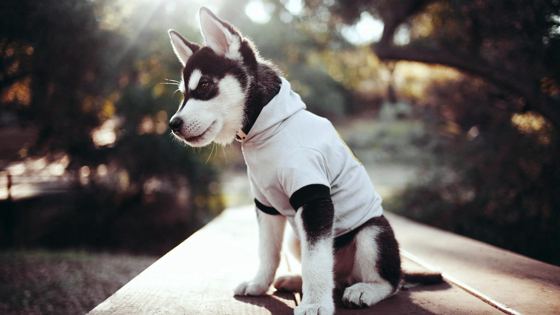 国际赛场爆冷！广东队全面压制雷霆，小贾伦成为关键先生