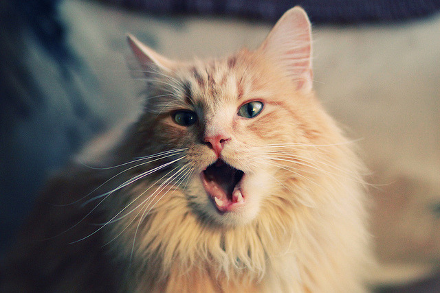 世界排名争夺战焦点战，皇马力克尼斯，霸主地位再加固