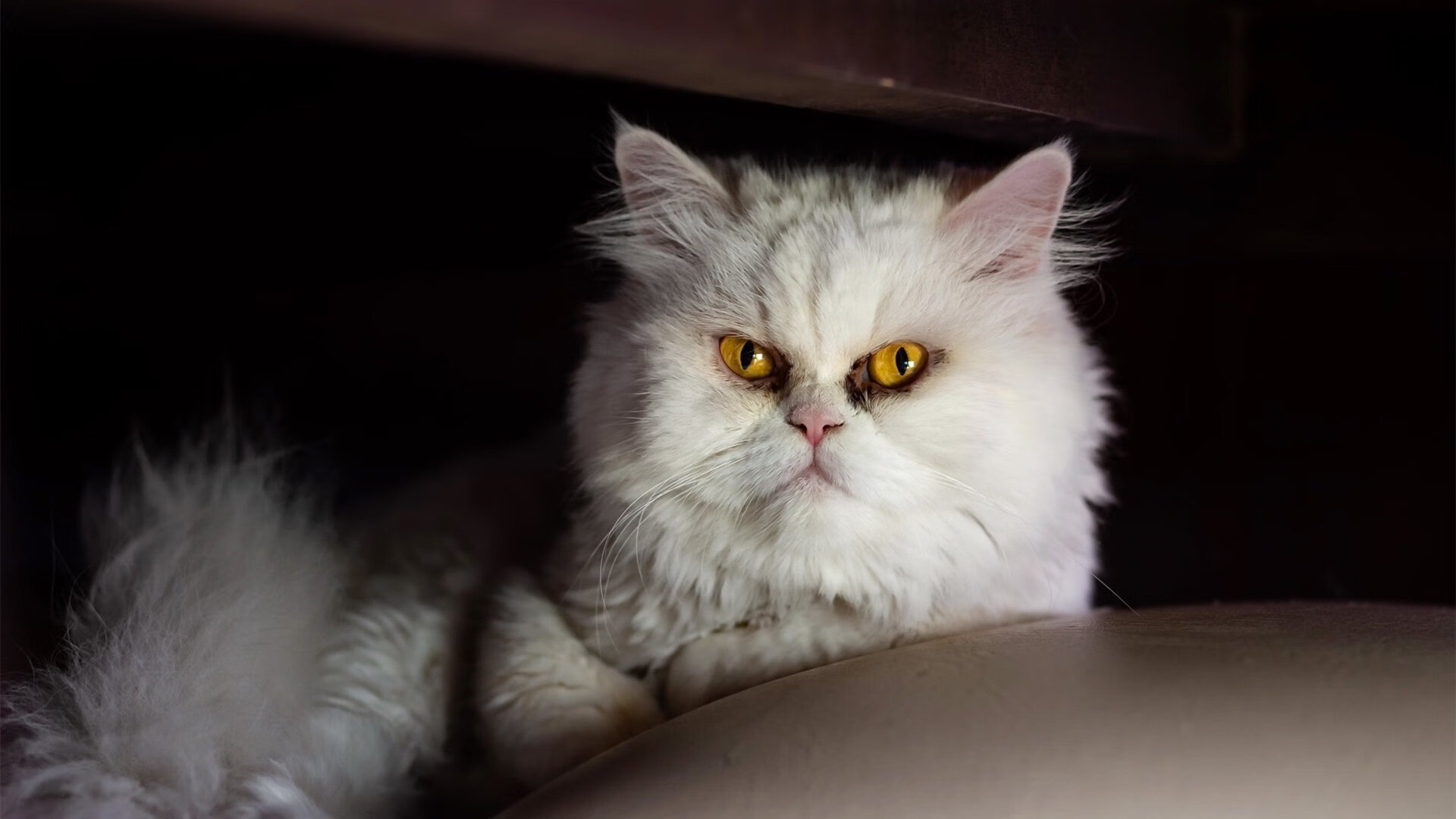 风驰电掣的战术对决,新疆队街道赛式防守终结广厦连胜