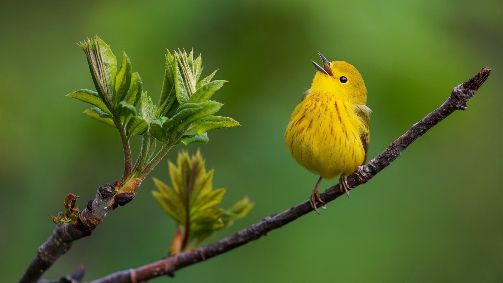 锡安屠龙记,火箭踏平湖人背后的王者觉醒