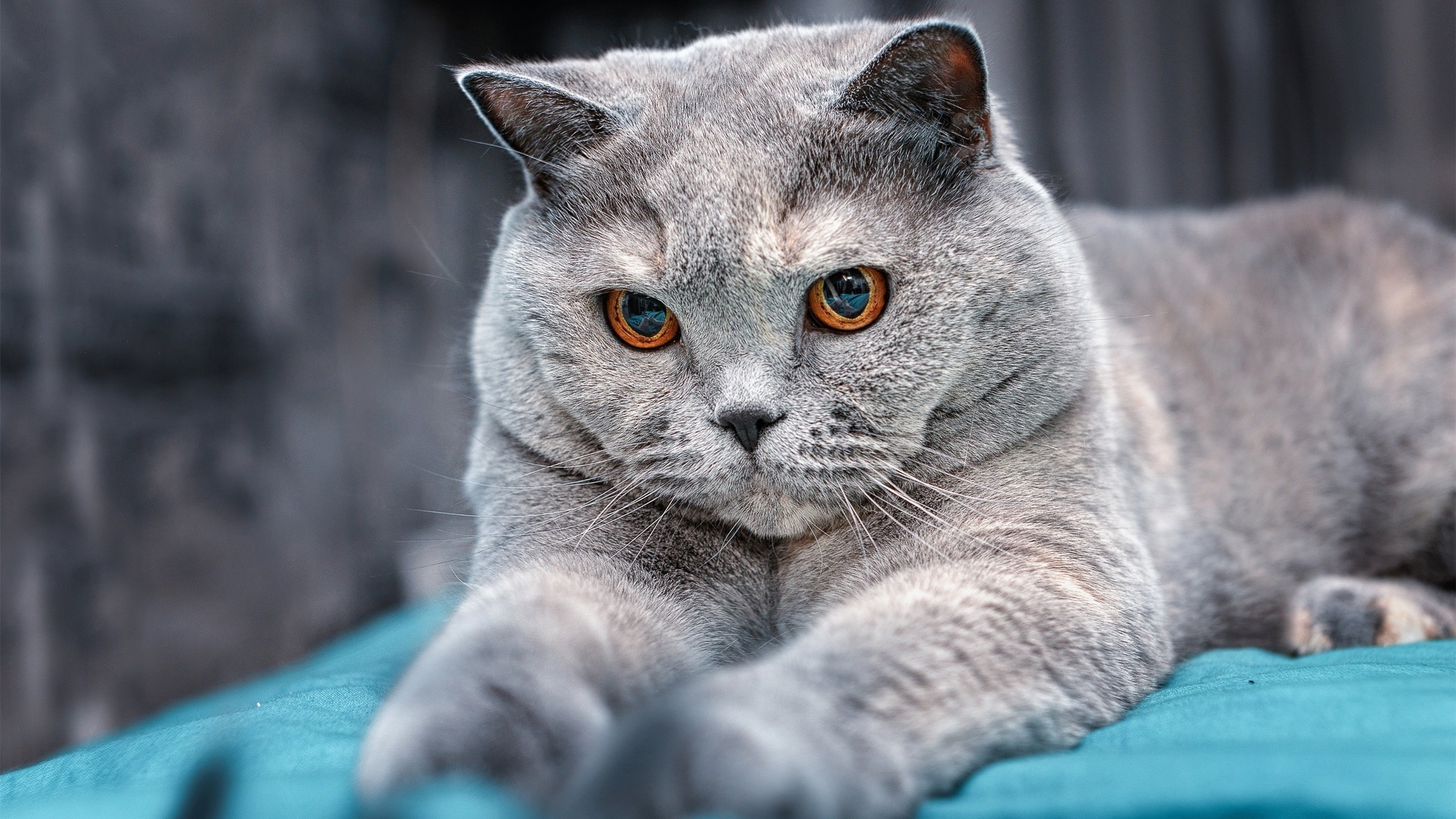 平行宇宙的巅峰，当足球对决点燃F1赛道，佩德里于钢铁洪流中加冕